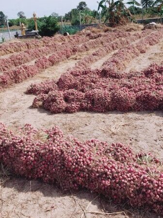 shallot field