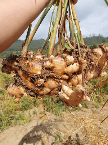 Ginger from Thailand